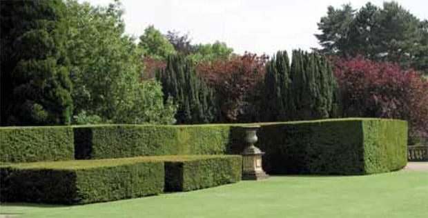 5878-taxus-tis-3