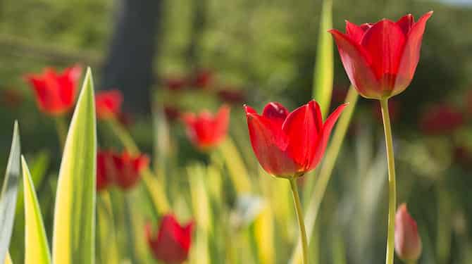 Tulipány: Květiny s nejbohatší barevnou škálou