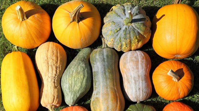Oslavte Halloween i v zahradě: Od semínka po dýni