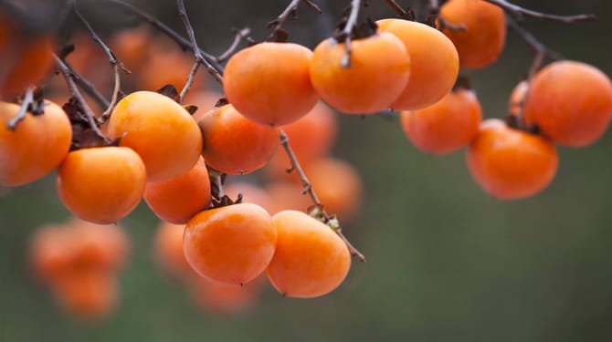Hurmikaki dobrota s exotickou chutí, kterou dopěstujete i u nás!