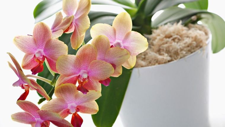 Průvodce pěstitele orchidejí: Aby lišajovce kvetly dlouho a bohatě