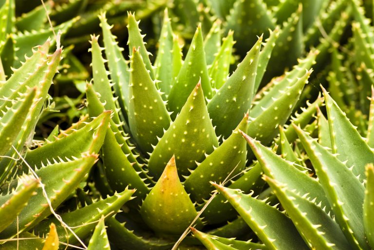 Pěstujete úžasné Aloe Vera? Přinášíme 7 TOP tipů na jeho využití pro blaho pokožky