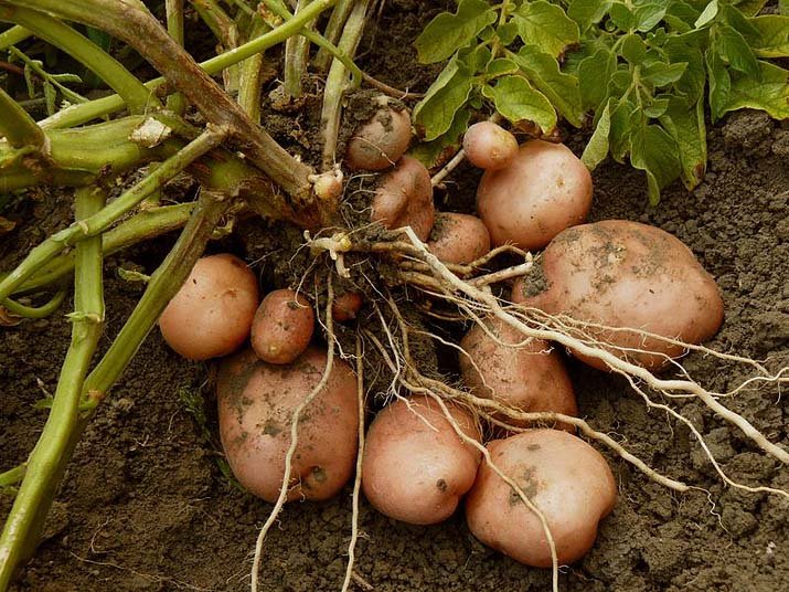 Pěstujeme brambory