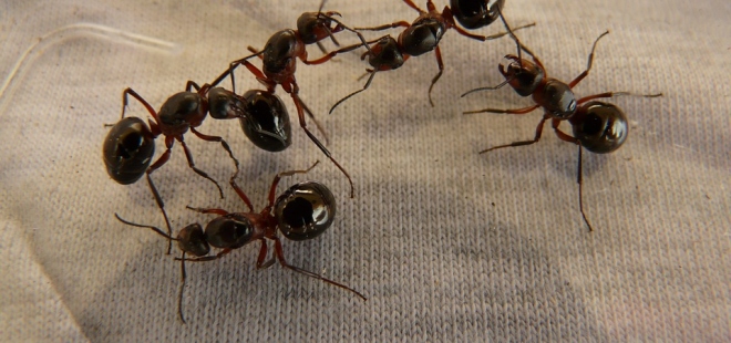 Zatočte s mravenci