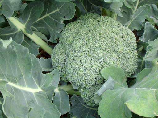 Brokolice – pěstování, tipy a rady pro zahrádkáře