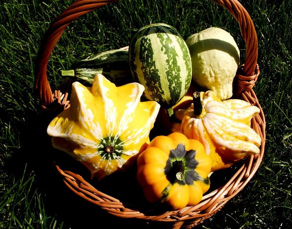 Zajistěte si úrodu i na podzim